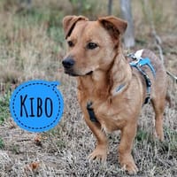Kibo ein absoluter Engel, Hund zur Adoption