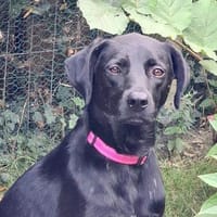 TONY- SCHWARZ LEISE VORSICHTIG, Hund zur Adoption