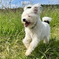 aktiver IDEFIX sucht Familie mit Hund, Hund zur Adoption