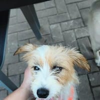 Wuschelmaus Melly, Hündin zur Adoption
