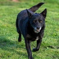 unsichere OTTILIE sucht ihre Menschen, Hündin zur Adoption