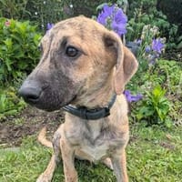 Nika - soziales, freundliches Hundemädchen, Hündin zur Adoption