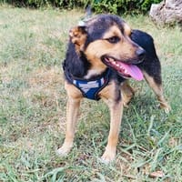 Bobby der gute Laune Hund, Hund zur Adoption