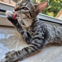Toni & Miau  zwei Kitten suchen gemeinsam eine Familie, Kater zur Adoption