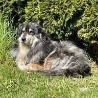 Gemütliche Emma, Hündin zur Adoption