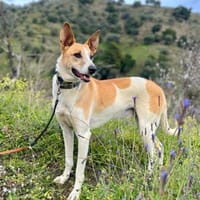 ROLO-DEIN TREUER BEGLEITER, Hund zur Adoption