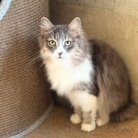😺 Flauschige Rika sucht ihr Zuhause ✨, Katze zur Adoption