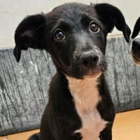 Fenya sucht ganz viel Liebe und Zuwendung, Hündin zur Adoption