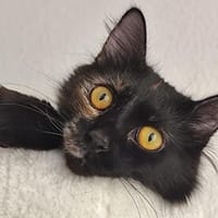 Lebhafte Palline sucht Zuhause, Katze zur Adoption