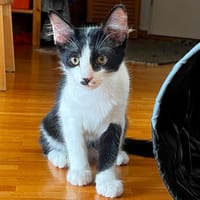 Neugieriger Cris sucht sein Traumzuhause, Kater zur Adoption
