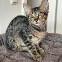Körbchen für Carletto gesucht, Kater zur Adoption