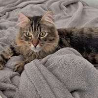 Junge Annabella wünscht sich Familie, Katze zur Adoption