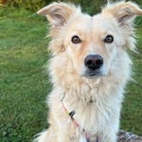 Gnocci sucht eine aktive Familie, Hündin zur Adoption