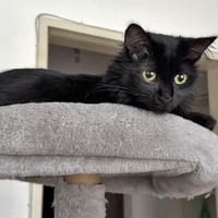 Angelina sucht ihr Traumzuhause, Katze zur Adoption