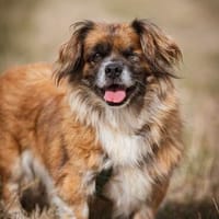 Süße kleine Pekinesen Mix Dame sucht Fam, Hündin zur Adoption