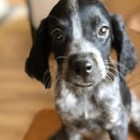 Theo möchte die Welt entdecken, Hund zur Adoption