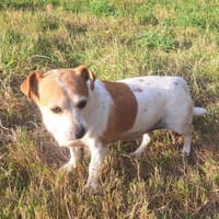 MOLLYnette, chienne à adopter