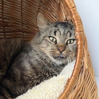 ULYSSE, chat à adopter