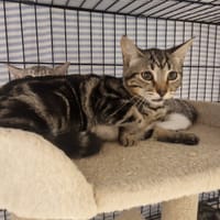 MELODY, chatte à adopter