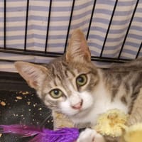 BEMOL, chat à adopter