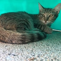 Skyline, chatte à adopter