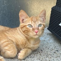 Rolls, chat à adopter
