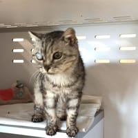 JAYA, chatte à adopter