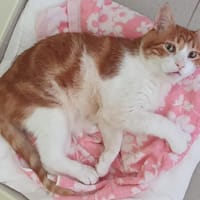 ROUKY, chat à adopter
