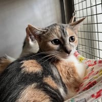 Penny, chatte à adopter