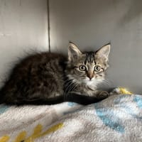 Bia, chatte à adopter
