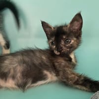 NIOKY, chatte à adopter
