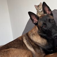 Aiko, chien à adopter