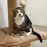 OXO, chat à adopter