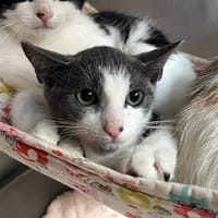 Pepper, chat à adopter