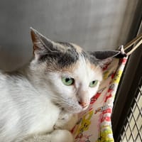 Queenie, chatte à adopter