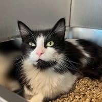 Achélois, chatte à adopter