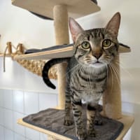 OREO, chat à adopter