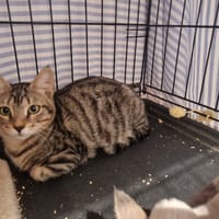 JAZZ, chat à adopter