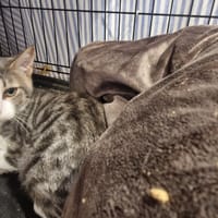 ALTO, chat à adopter