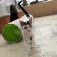 ZIRA, chatte à adopter