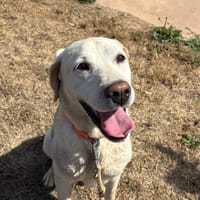 PAA24391 RAMSES, chien à adopter