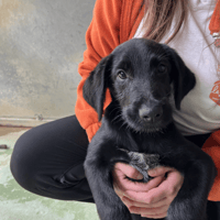STRAM, chien à adopter