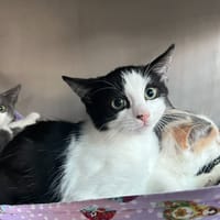 Patch, chat à adopter