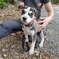 Moroni, chien à adopter