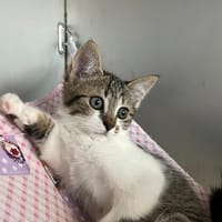 Byblis, chat à adopter