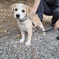 Moscou, chien à adopter