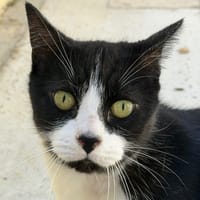 Filou (EN COURS D ADOPTION), chat à adopter