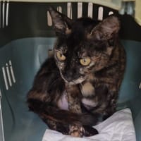 MISTY, chatte à adopter