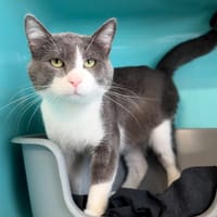 SOLSTICE, chat à adopter