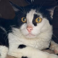 POLO, chat à adopter